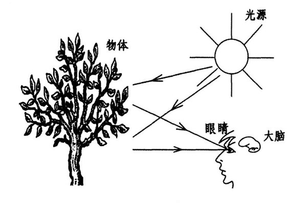 顏色視覺(jué)的形成